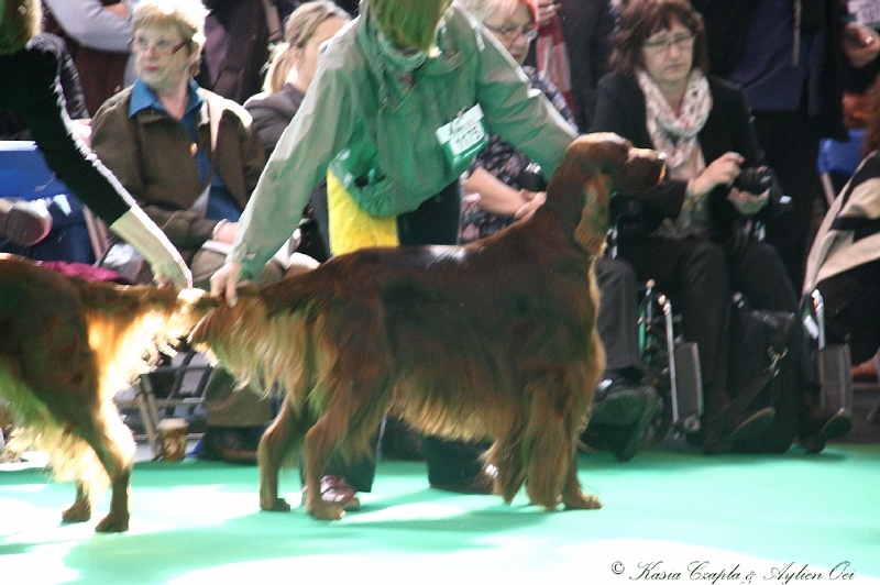 Crufts2011 550.jpg